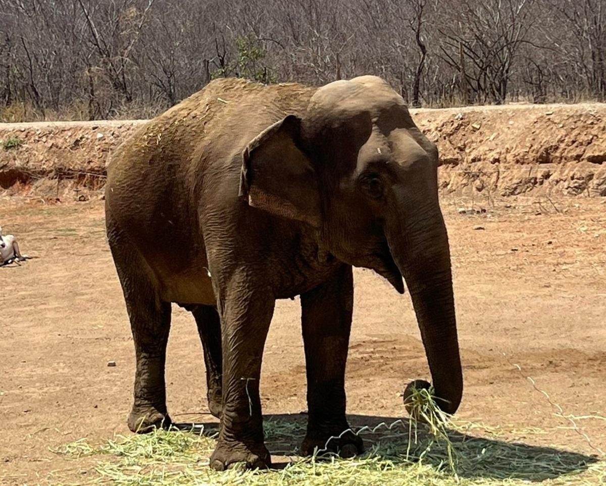 Elefanta "Bireki" se adapta favorablemente a su espacio en Ostok: Ernesto Zazueta 