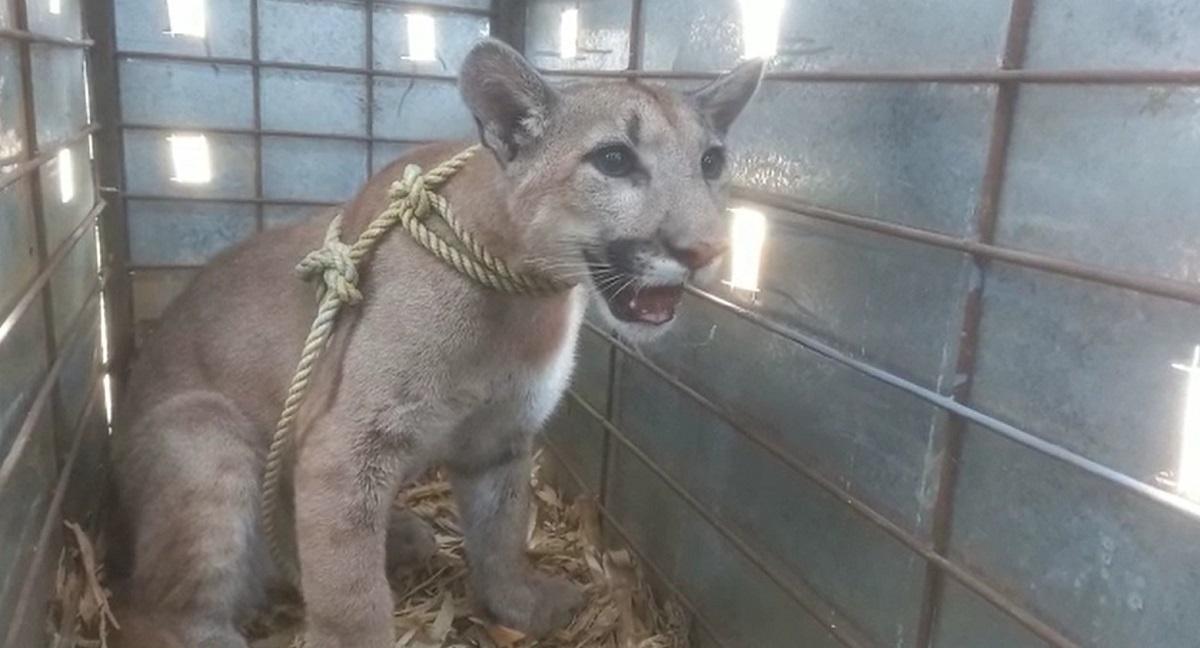Rescatan Puma abandonado en una construcción  