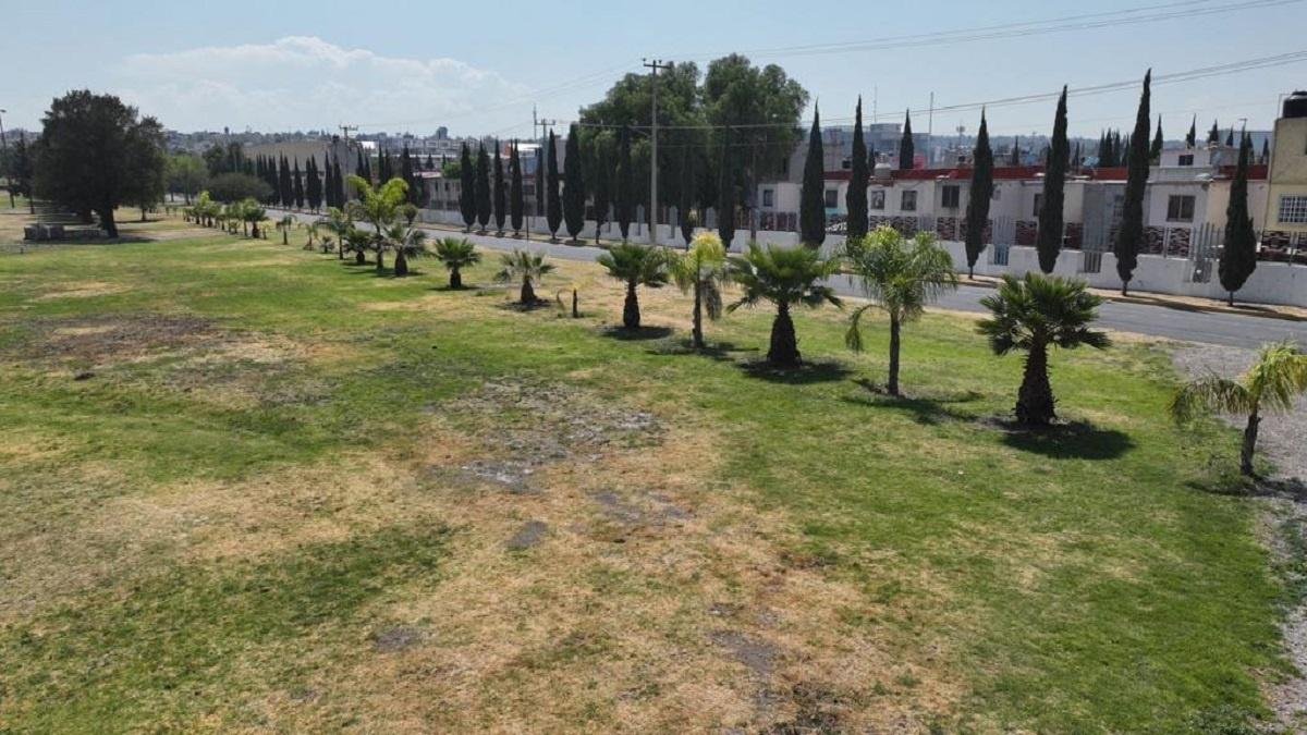 Trasladan 17 palmeras al Parque Ecológico Sierra Hermosa y Deportivo Sierra hermosa de Tecámac