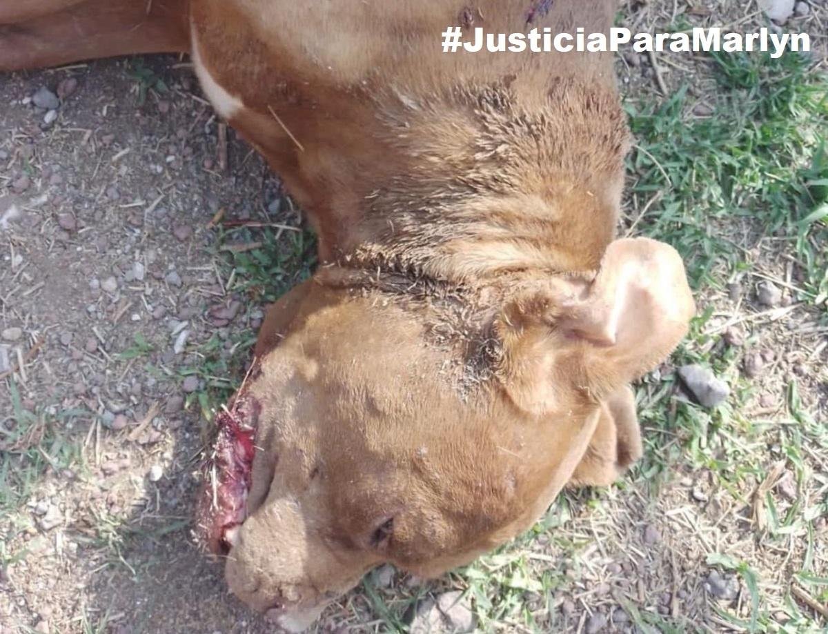 Presunto militar apuñala a perro en Teotihuacán