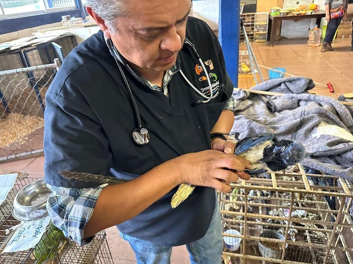 En rehabilitación mil 500 aves rescatadas en Iztapalapa 