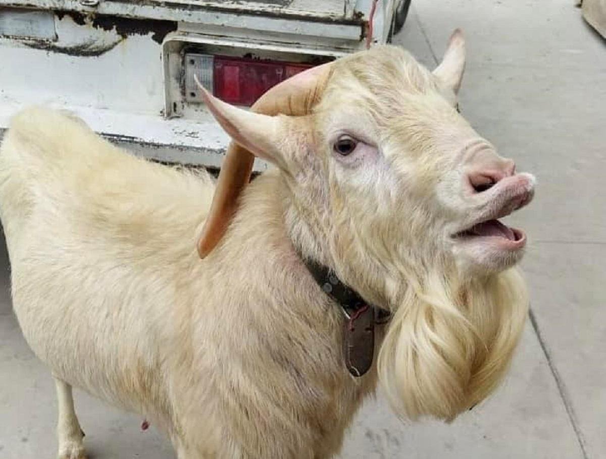 El Parque Sierra Hermosa tiene un nuevo residente; donan un chivo