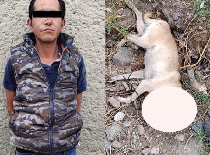 Detiene a hombre acusado de ahorcar a un perrito