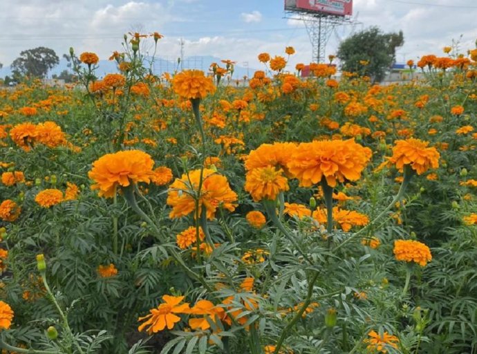 Conservan la tradición de sembrar la flor de cempasúchil en Tecámac