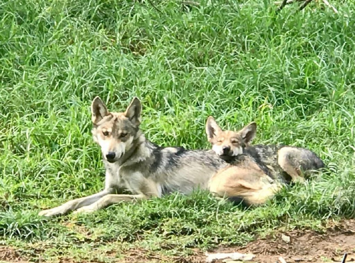 Buscan que zoológicos de Durango se sumen a conservación del lobo mexicano