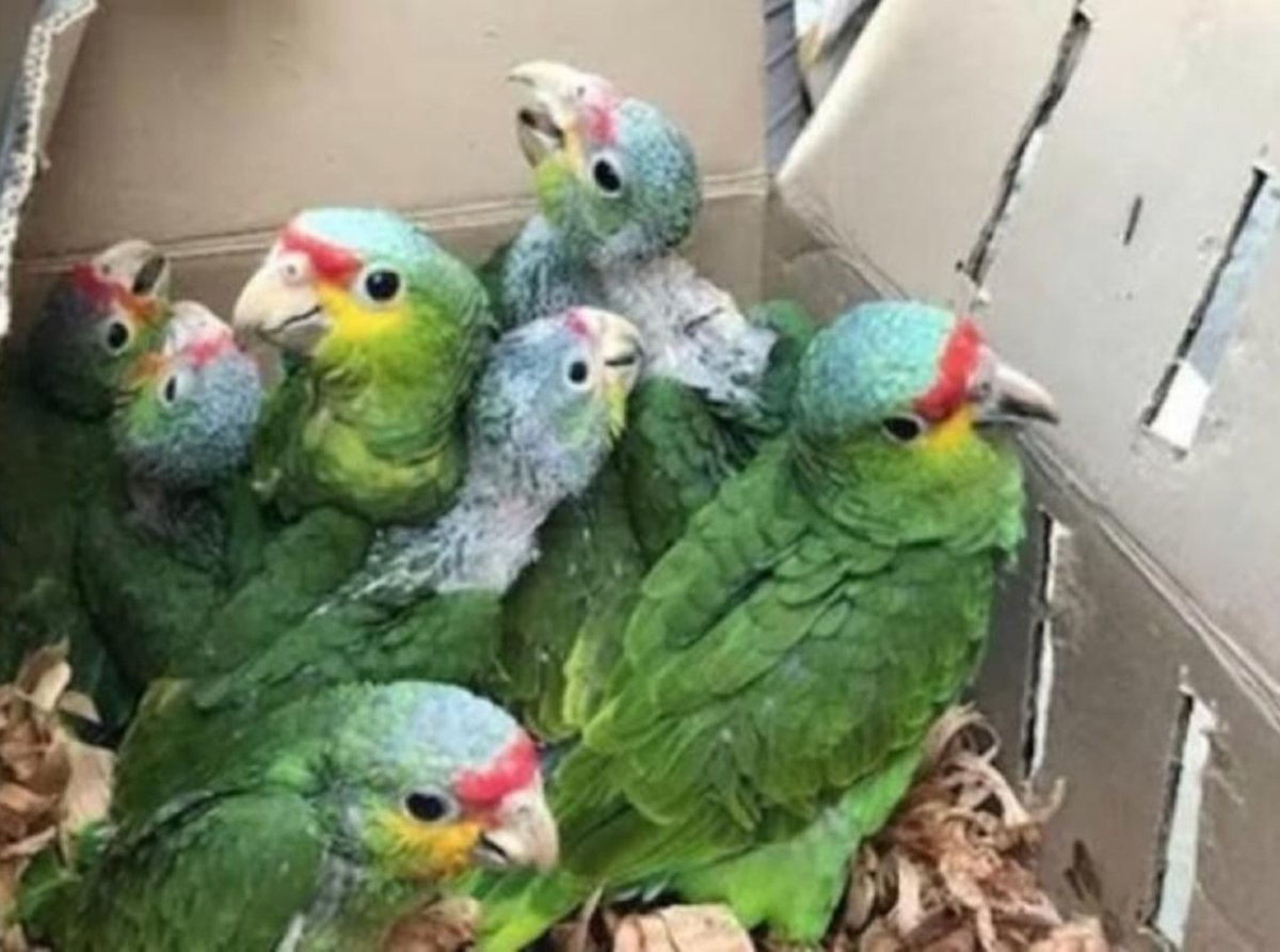 Aumenta tráfico ilegal de especies silvestres en México