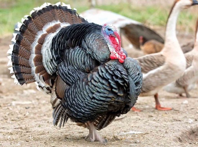 Importancia del pavo en la economía nacional 