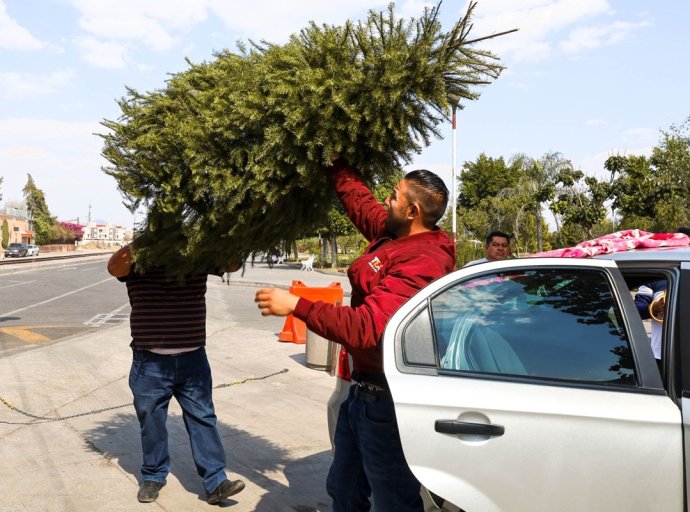 Texcoco Extiende Campaña de Acopio a Papalotla y Atenco para Árboles Navideños