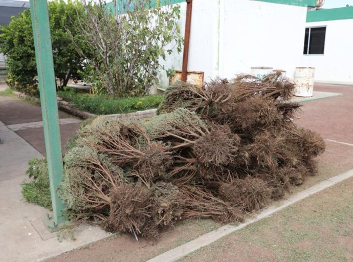 Tecámac Promueve el Reciclaje de Árboles Navideños