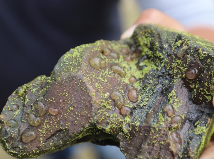 Salvaguardando el Hábitat del Ajolote Atigrado en Santo Domingo Ajoloapan