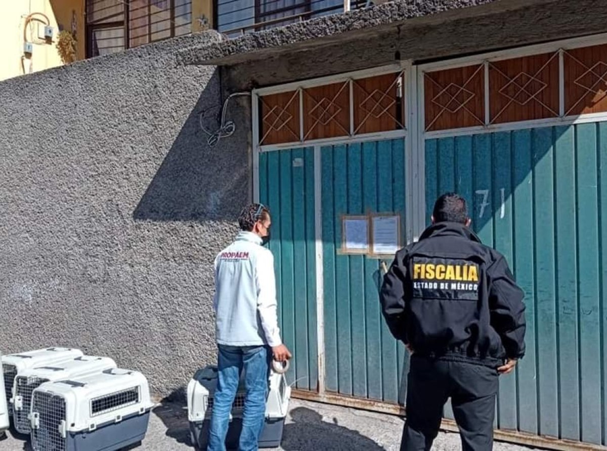 Condiciones Deplorables: Felinos Rescatados en Nezahualcóyotl por la Procuraduría Ambiental