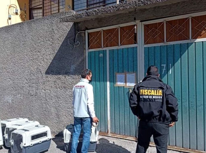 Condiciones Deplorables: Felinos Rescatados en Nezahualcóyotl por la Procuraduría Ambiental