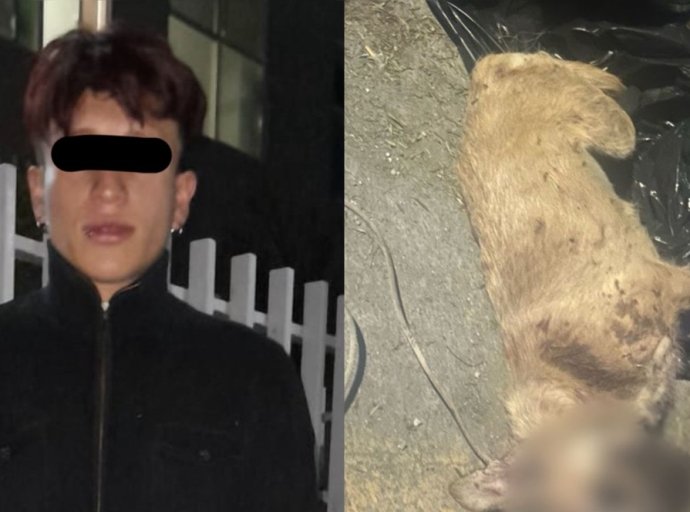 Detenido en Ecatepec por Maltrato Animal: Hombre de 20 años Ahorca y Golpea a una Perrita