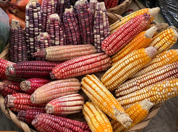 Cultura Agrícola Ancestral: UACh Realizará Fiesta de la Siembra y Año Nuevo Mexica