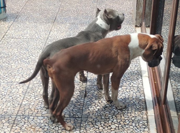 Rescatan a Cuatro Caninos en Condiciones Precarias en Nezahualcóyotl