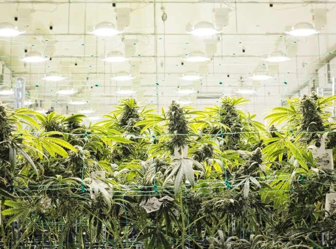 Segundo Foro Cannábico en la Universidad Autónoma Chapingo