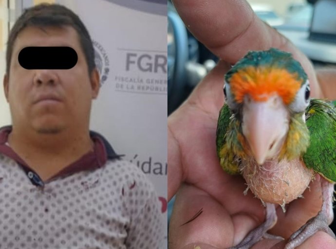 Detienen a Individuo por Maltrato Animal en Jardines de Morelos