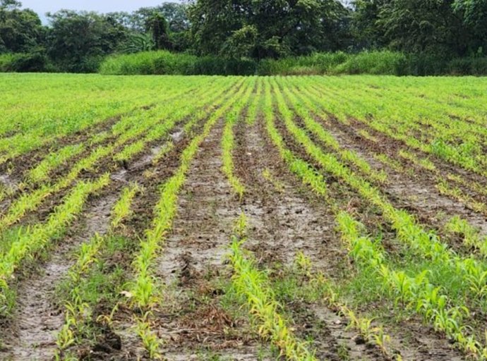 Cuatro acciones recomiendan agrónomos a los agricultores ante las lluvias