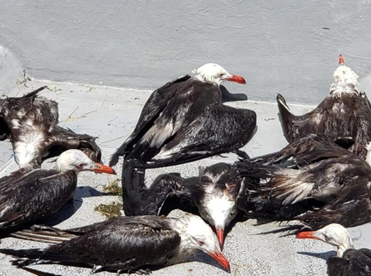 Azcarm denuncia la inacción de SEMARNAT ante la pesca ilegal en la Reserva de la Biosfera de Bahía de los Ángeles
