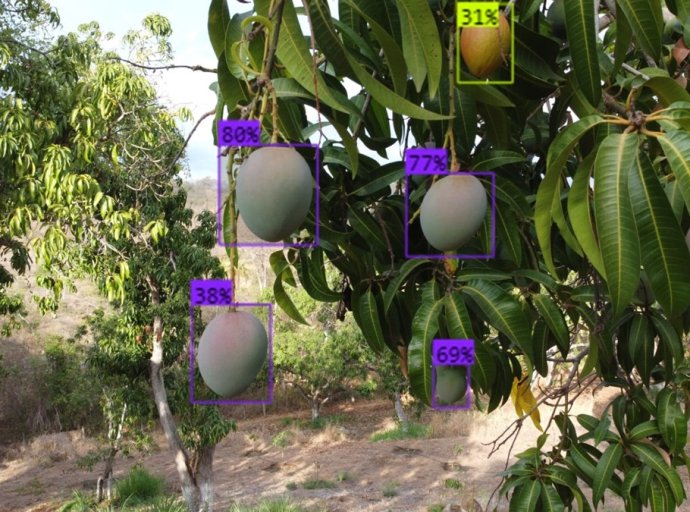 Investigación de UACh Revoluciona la Industria del Mango con Tecnología de Drones