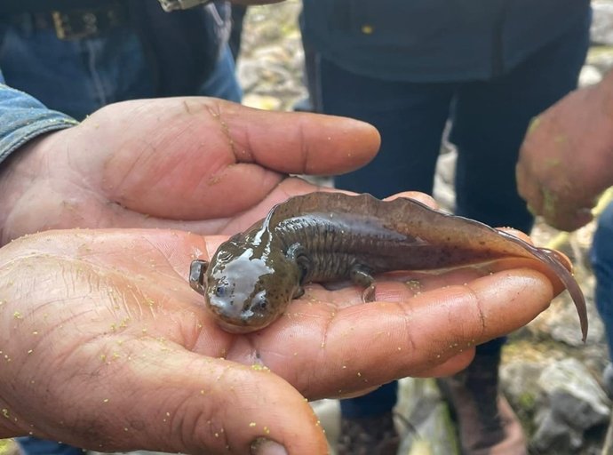 Tecámac Refuerza Esfuerzos para la Protección del Ajolote Atigrado en el Jagüey de Santo Domingo Ajoloapan