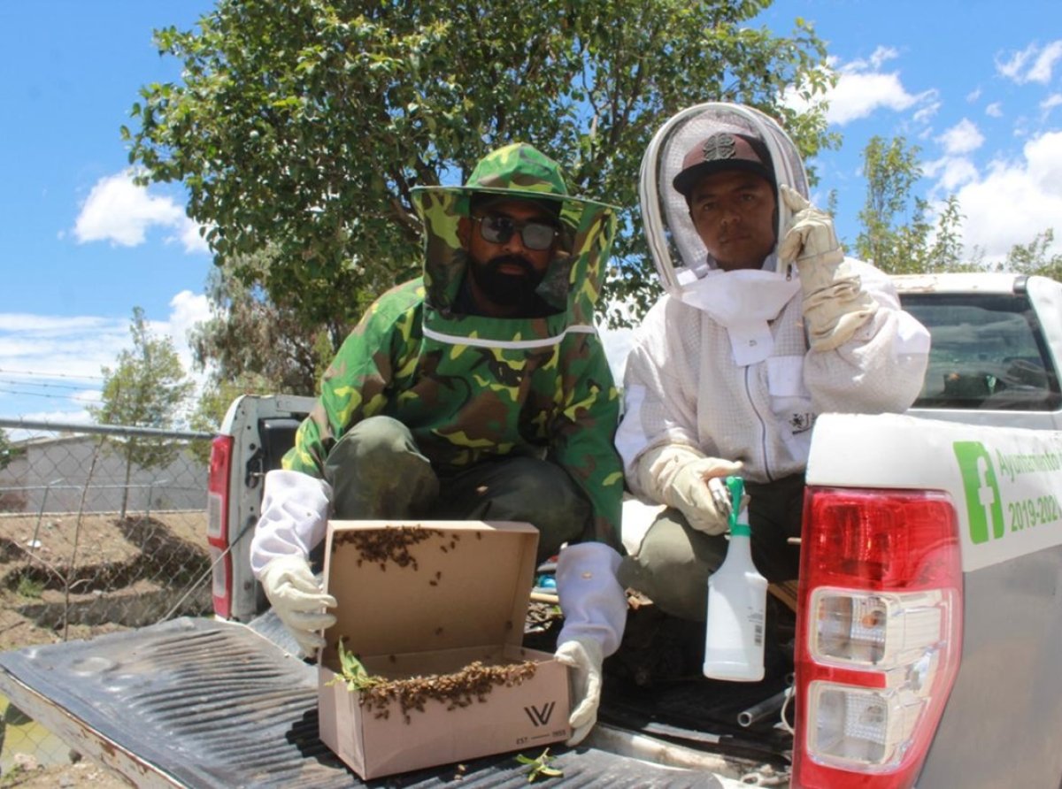 Tecámac Implementa Medidas para Salvaguardar Abejas y Avispas