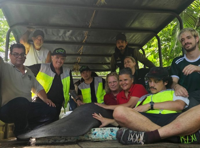 Aluxes Ecoparque y AZCARM Liberan Manatíes en su Hábitat Natural