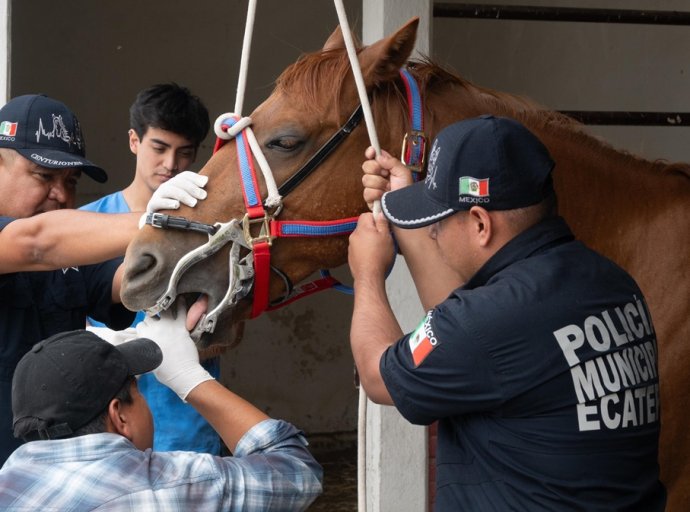 Caballos de Policía y Equinoterapia de Ecatepec Reciben Atención Dental Preventiva