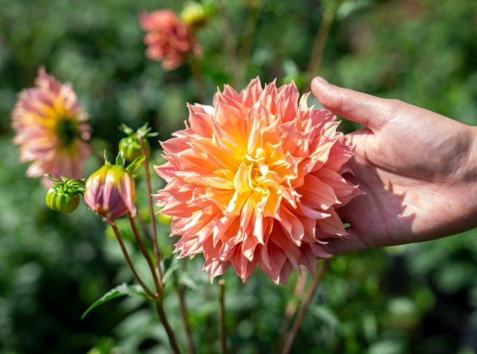 Chapingo celebra el Día Nacional de la Dalia con un evento sobre cultivo, usos y mejoramiento de la flor prehispánica