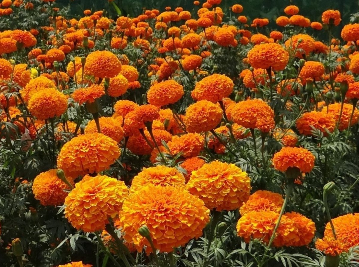 Cempasúchil: la flor que combina tradición y ciencia en México