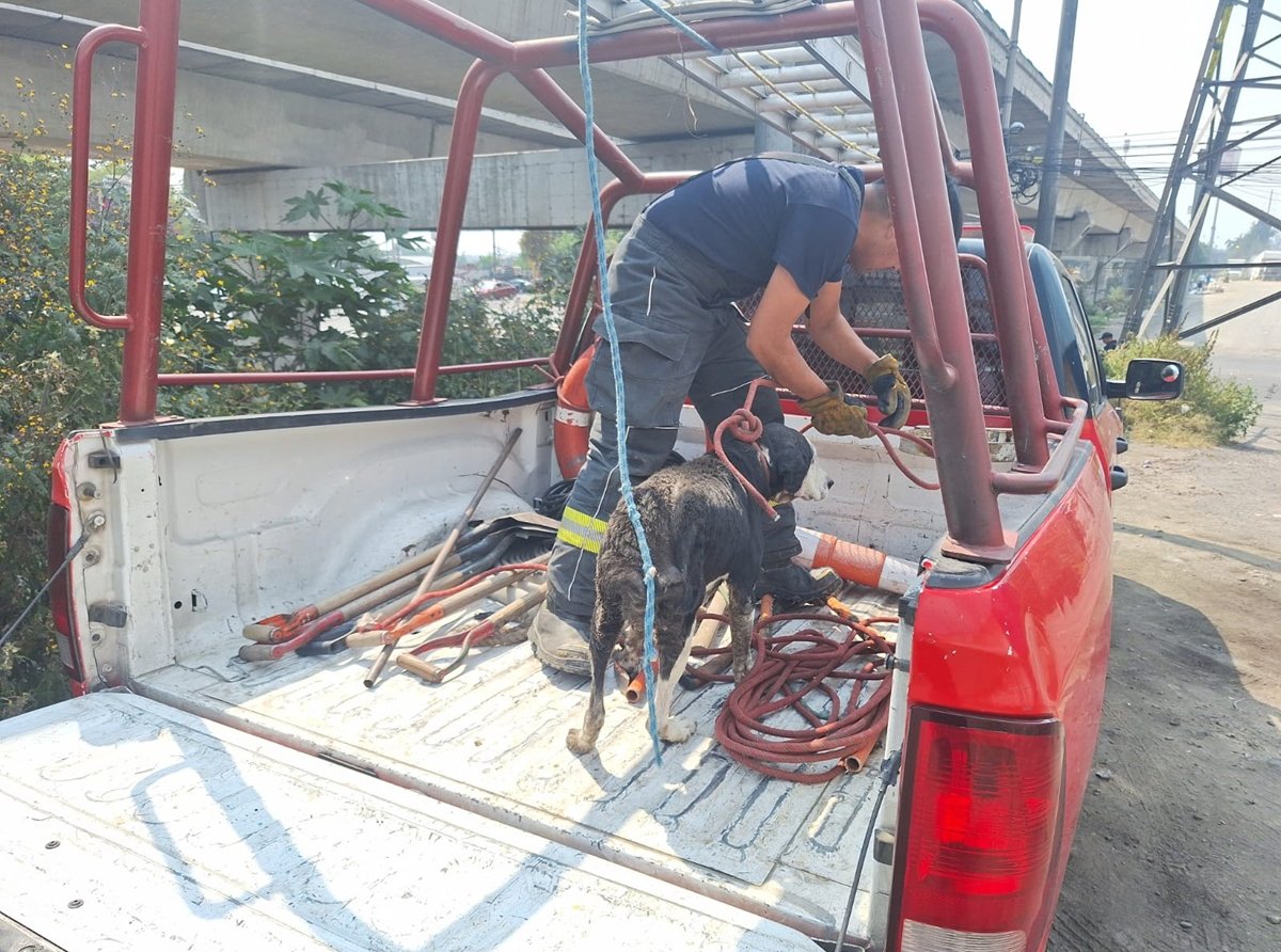 Heroico Rescate: Bomberos Salvan a Perro y lo Llevan a Clínica 'Huellitas'