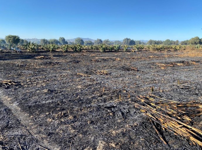 Incendio en Nopaltepec consume más de 30 hectáreas de cultivos agrícolas