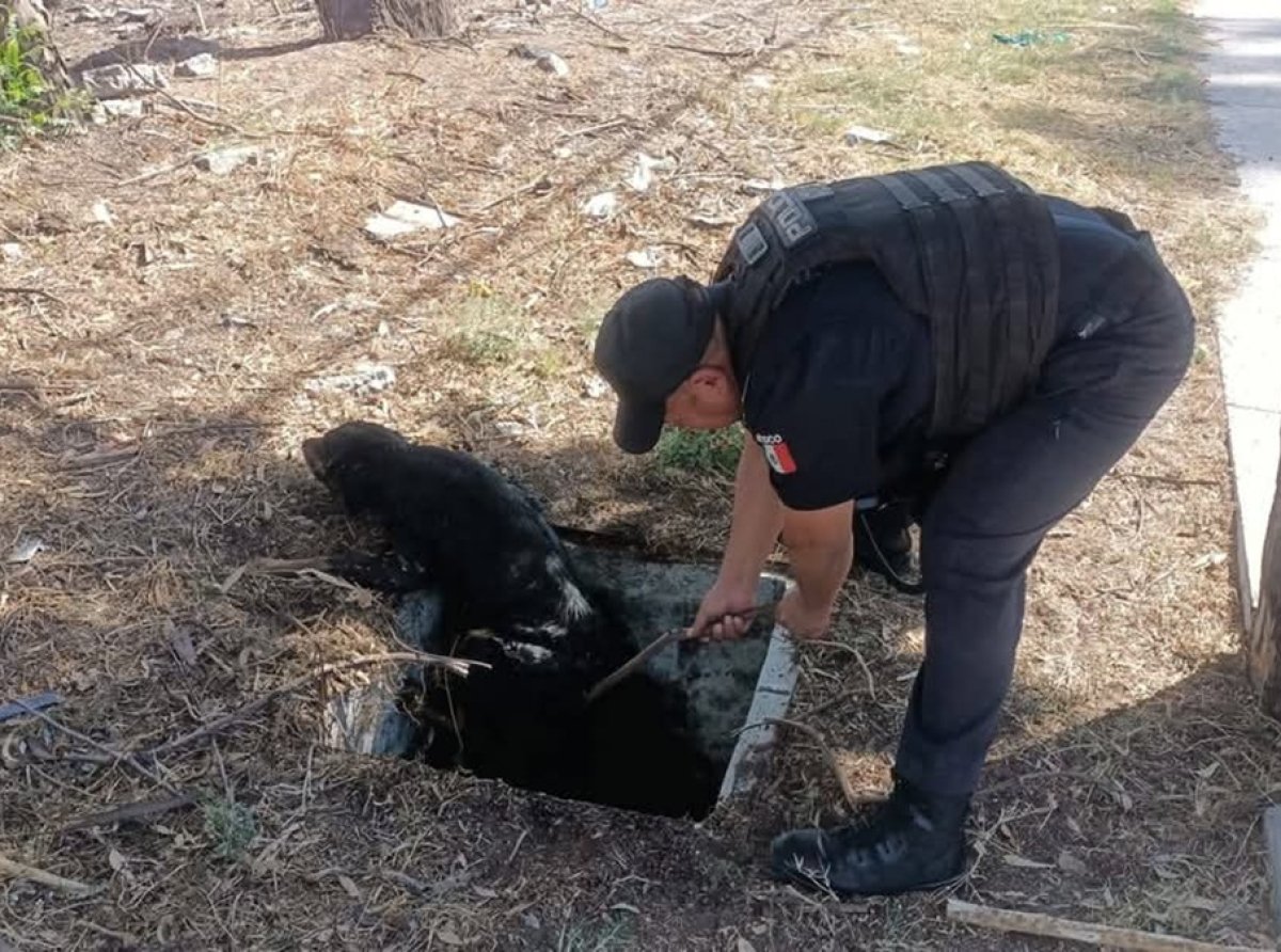Vecinas alertan: Bomberos y policía rescatan perro de drenaje en San José Texopa