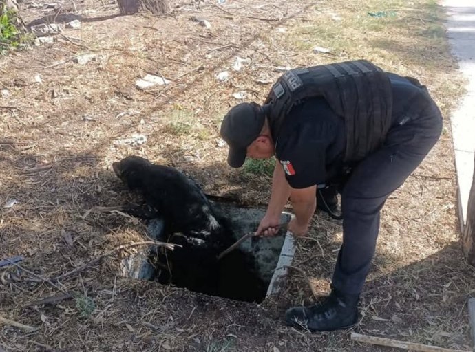 Vecinas alertan: Bomberos y policía rescatan perro de drenaje en San José Texopa