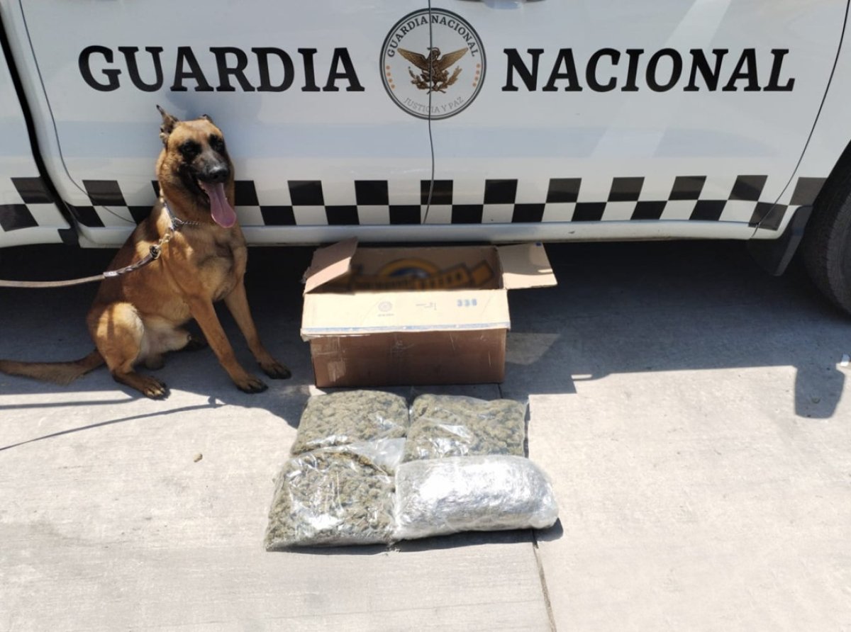 Detectan marihuana en caja de huevo durante operativo en Guadalajara
