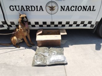 Detectan marihuana en caja de huevo durante operativo en Guadalajara