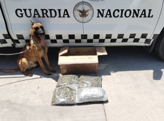 Detectan marihuana en caja de huevo durante operativo en Guadalajara