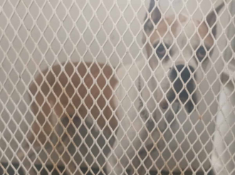 Rescatan a dos perros víctimas de maltrato en Chalco