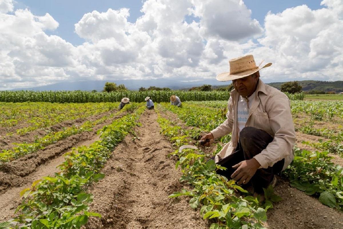 Desesperación en el campo por falta de apoyo y rentabilidad en cultivos 
