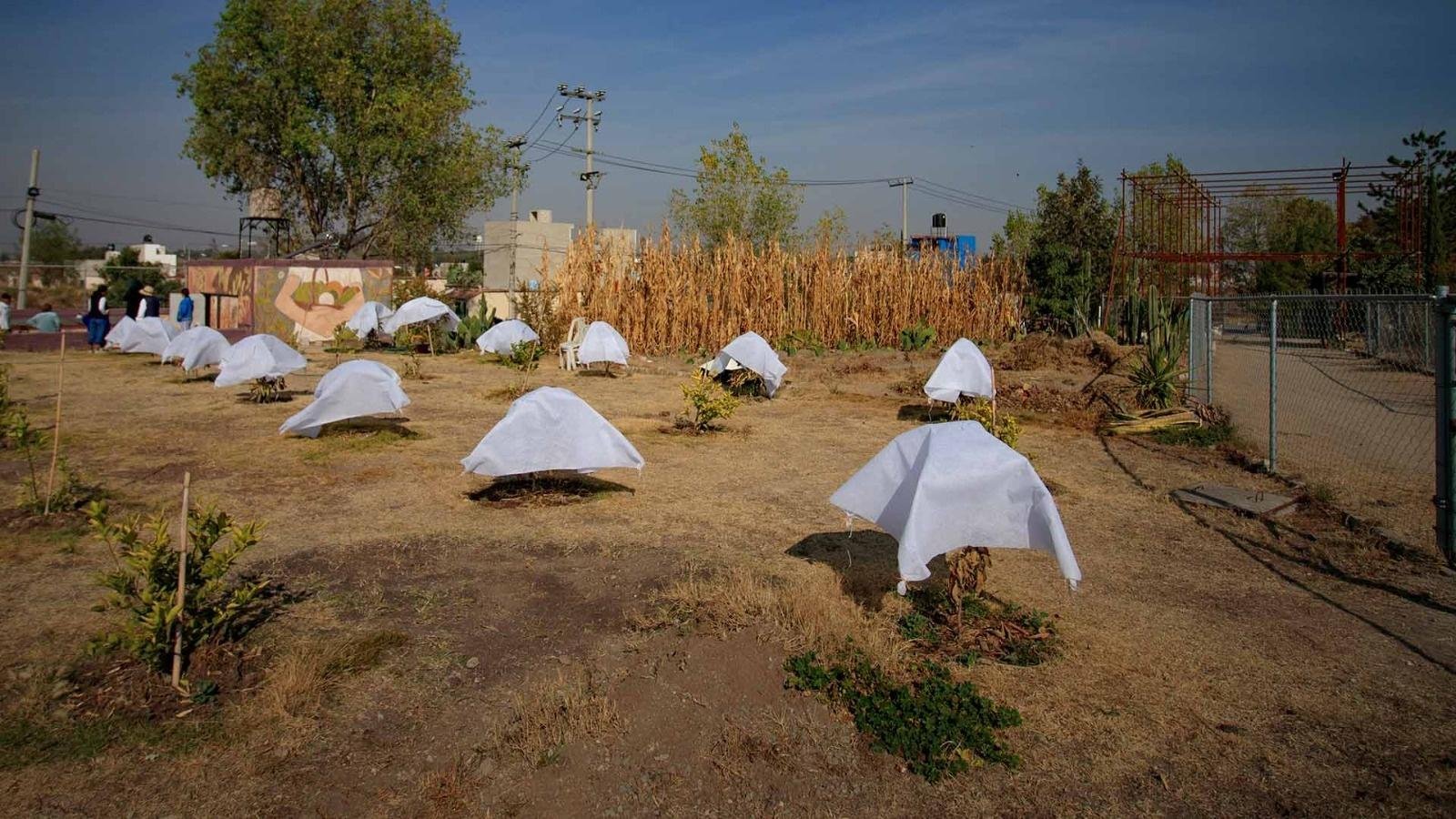 Impulsa asistencia privada creación de huertos ecológicos en zona urbanas  